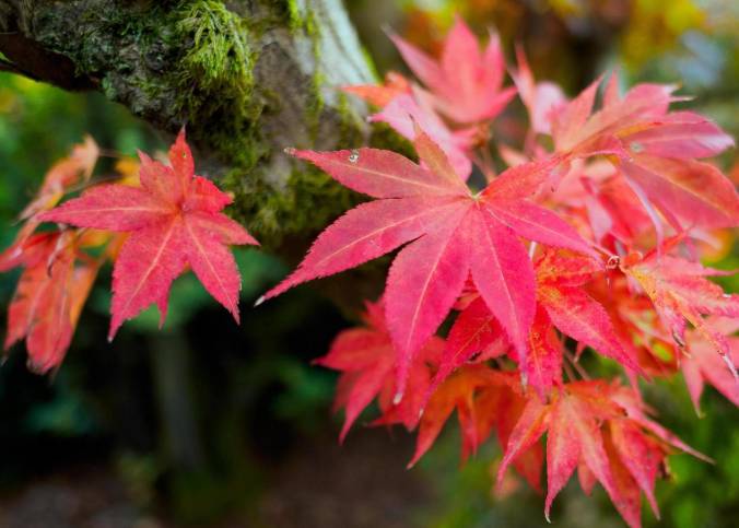 ilustrasi maple jepang (vecteezy.com/ Philip Bird)